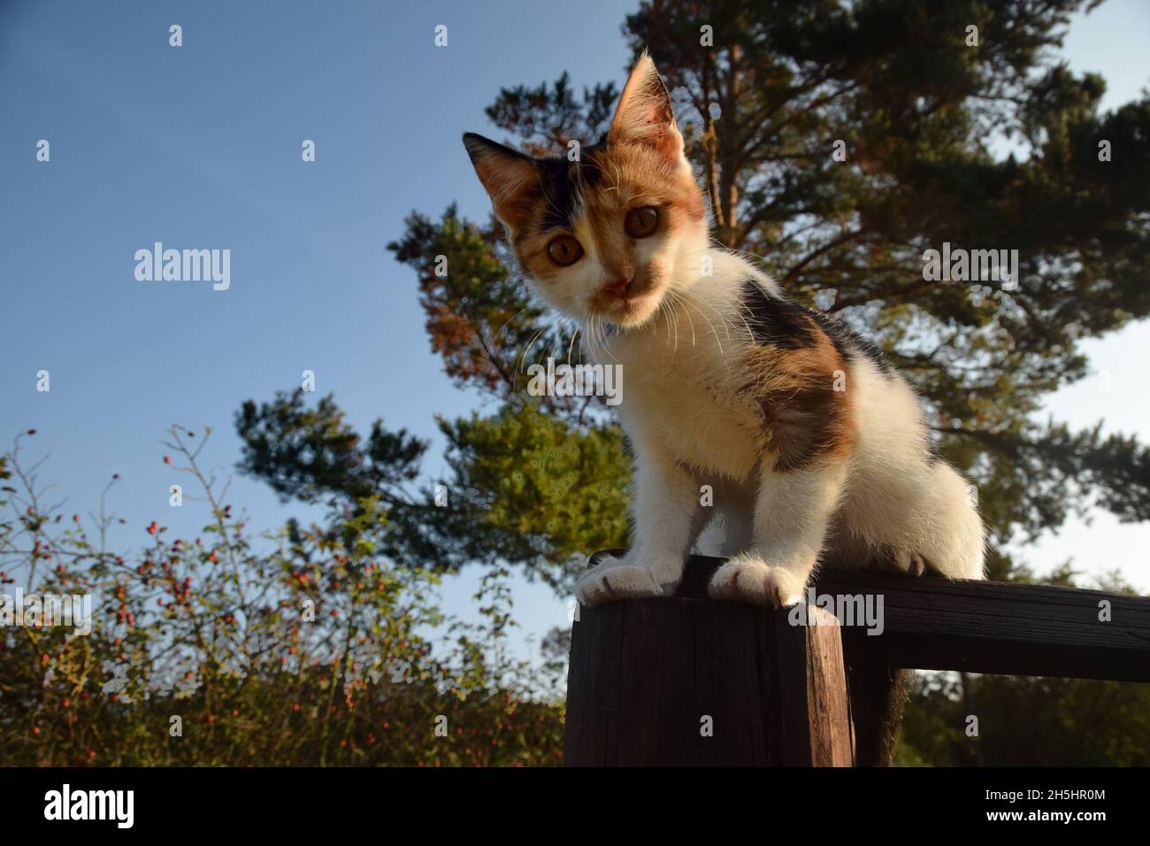 A curious piebald kitten observes surroundings from the top of a carpet