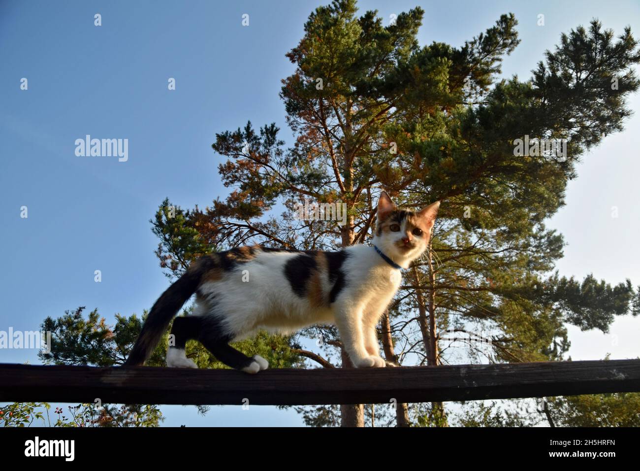 A curious piebald kitten observes surroundings from the top of a carpet