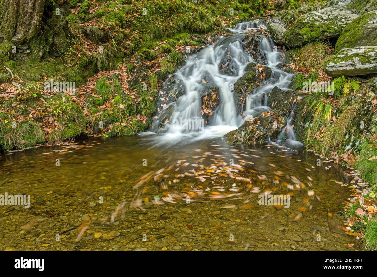 A beautiful unnamed waterfall in the Elan Valley Mid Wales with beech leaves swirling in the stream Stock Photo