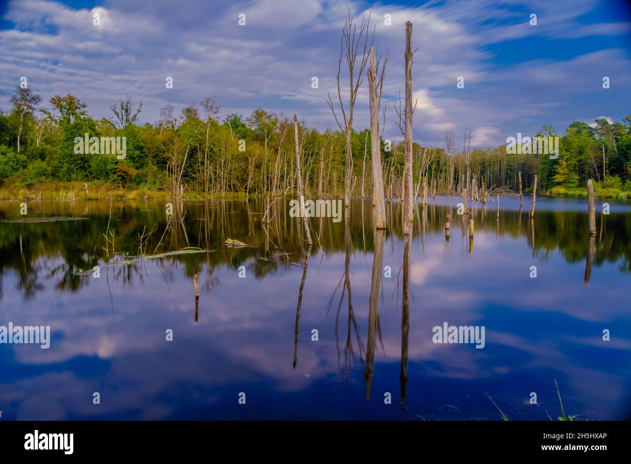Coal swamp hires stock photography and images Alamy