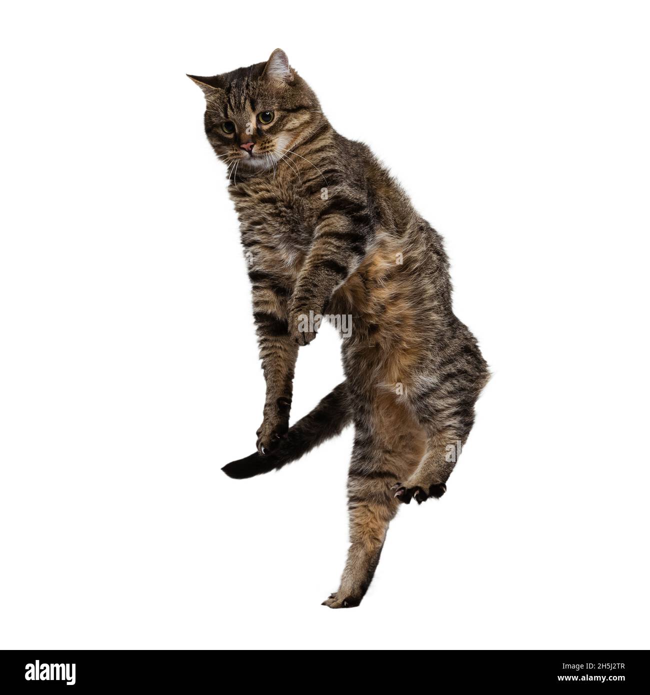 Portrait of beautiful playful breed cat jumping, flying isolated on white studio background. Animal life concept Stock Photo