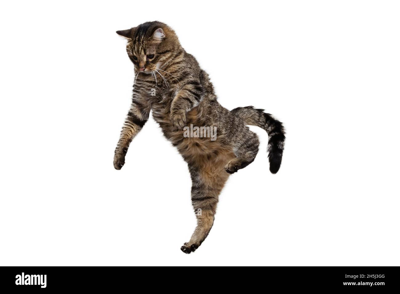 Portrait of beautiful playful breed cat jumping, flying isolated on