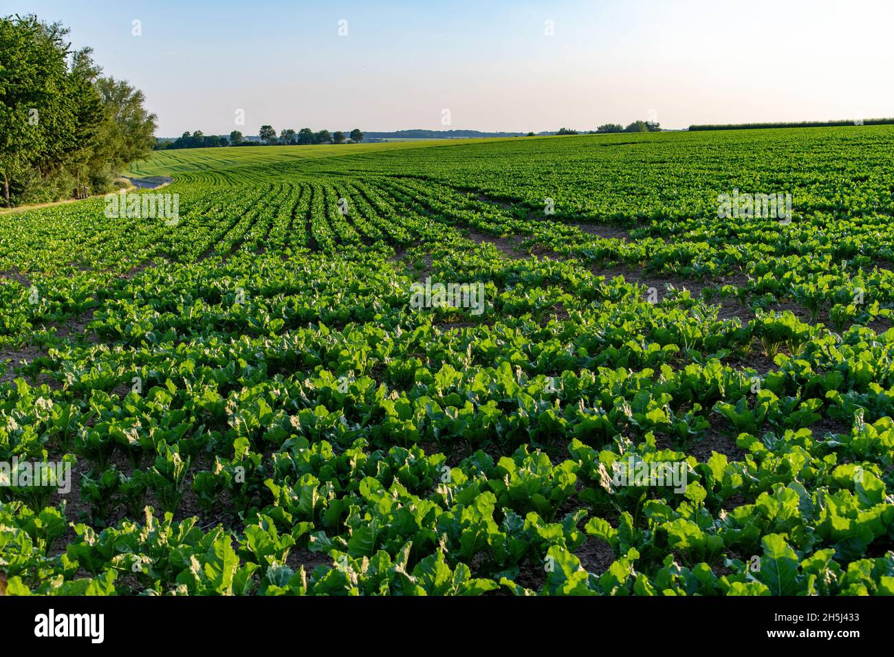 Panoramic view of hilly Limburg agricultural landscape with newly planted beetroot crop in curved lines close to Valkenburg, the Netherlands Stock Photo