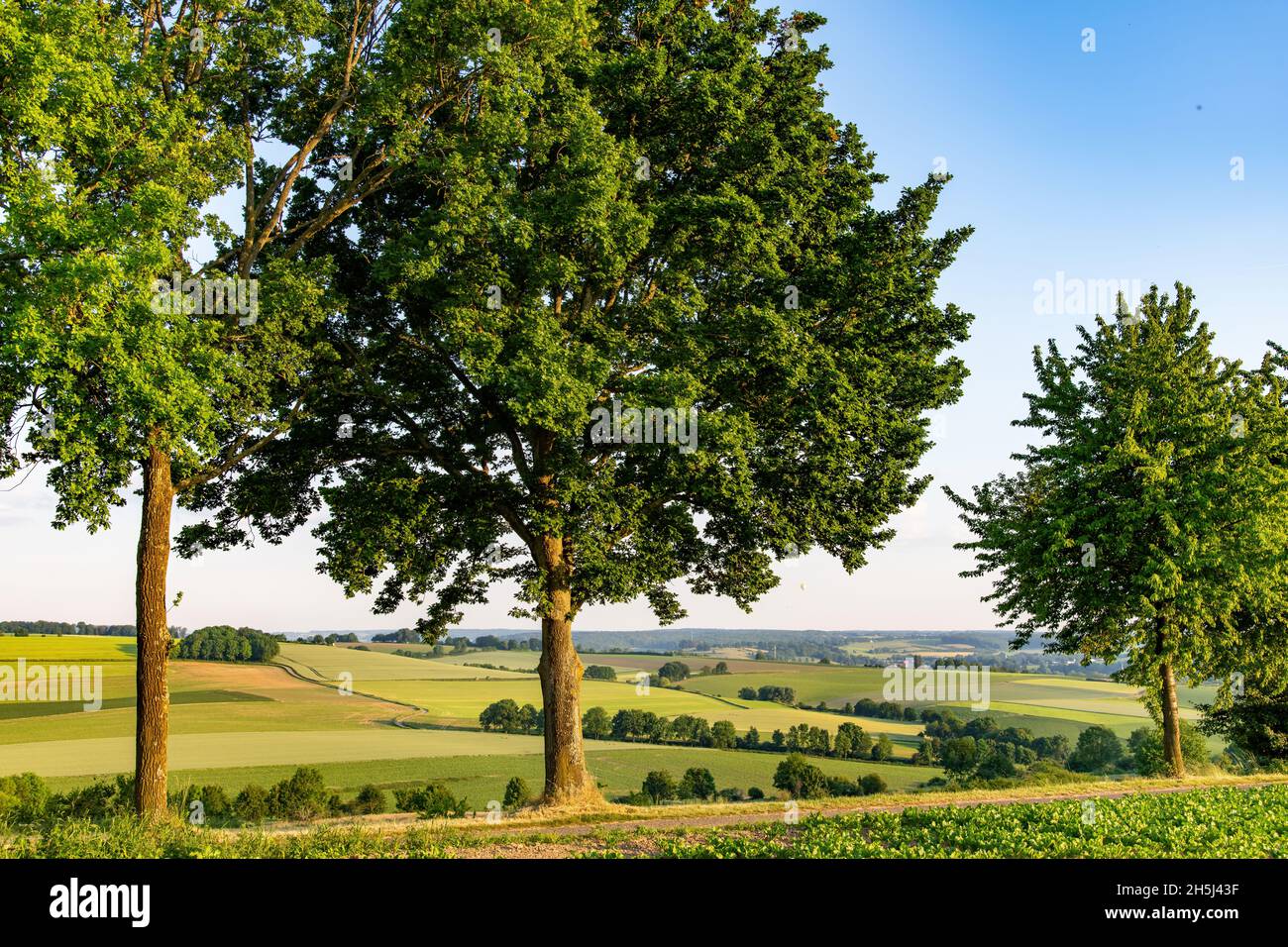 Panoramic view of hilly Limburg agricultural landscape with newly planted crops close to Valkenburg, the Netherlands, in forefront a road Stock Photo