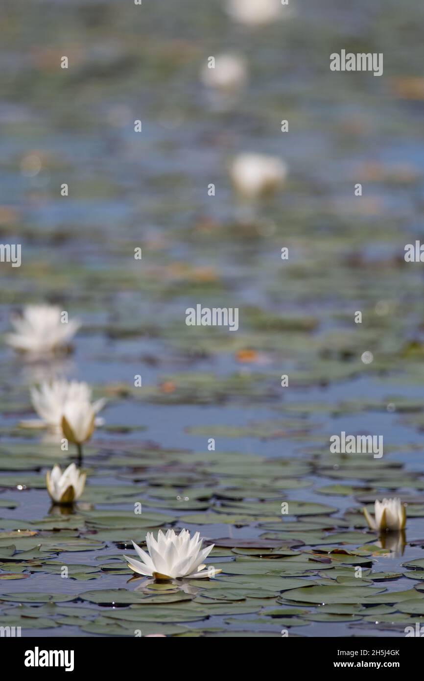 Water Lilies floating on the water Stock Photo Alamy