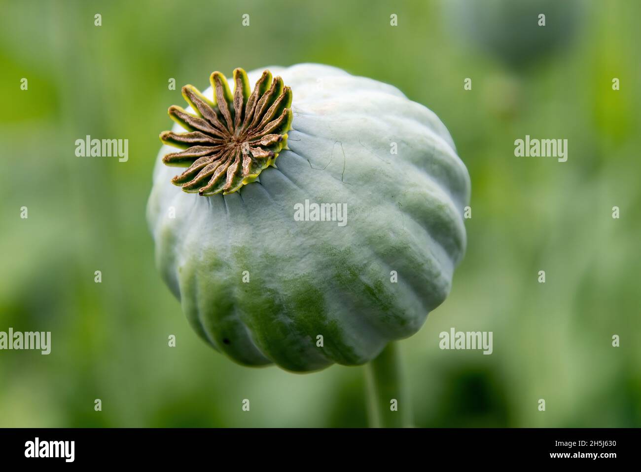Poppy's pod hotsell