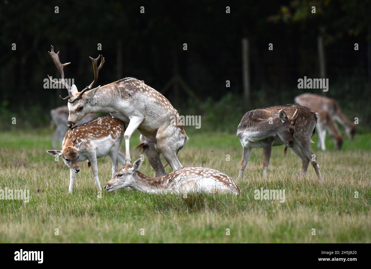 Mating for deer hi-res stock photography and images - Alamy