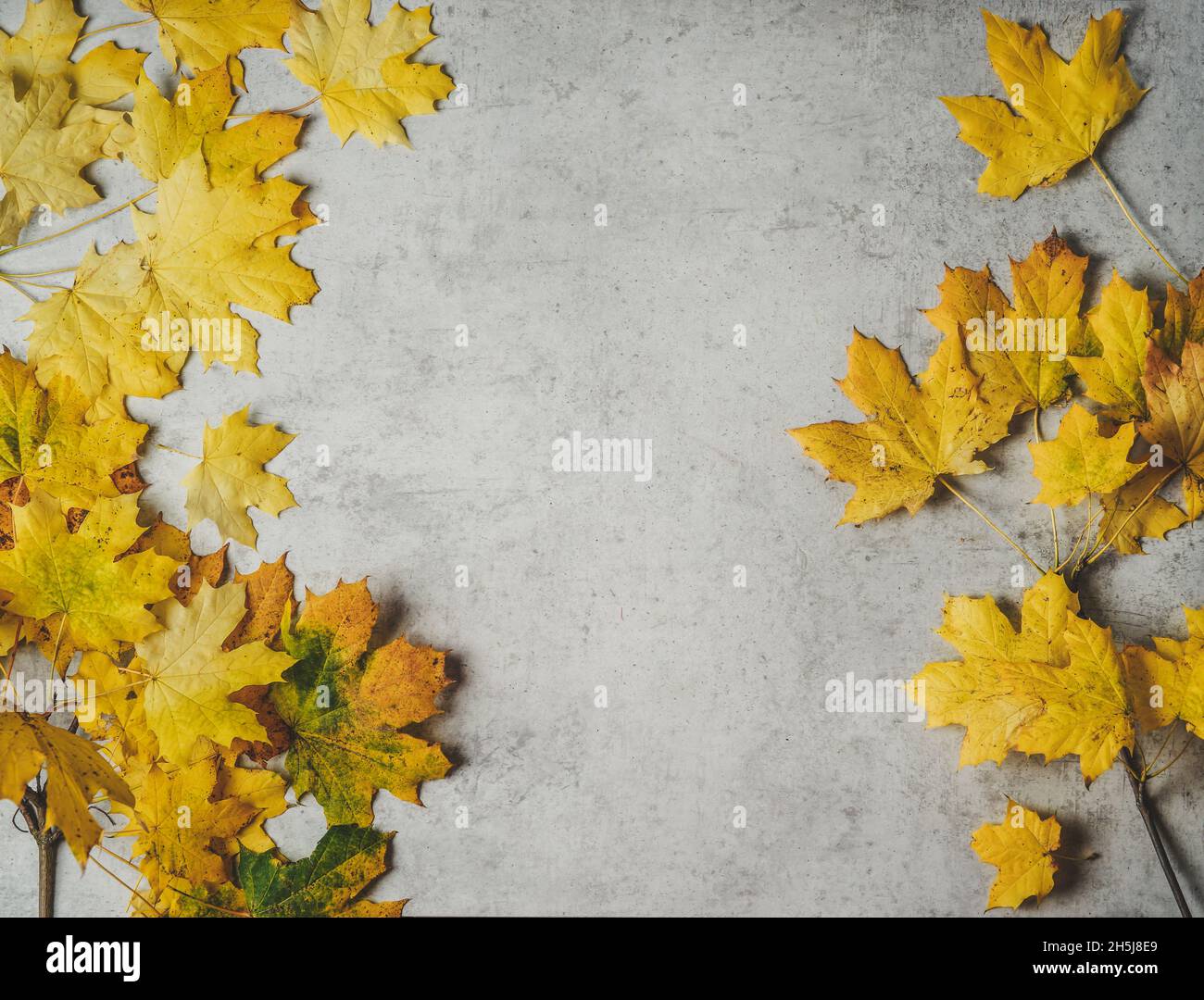 Yellow autumn leaves on pale grey concrete table . Seasonal fall background border with copy space. Top view. Stock Photo
