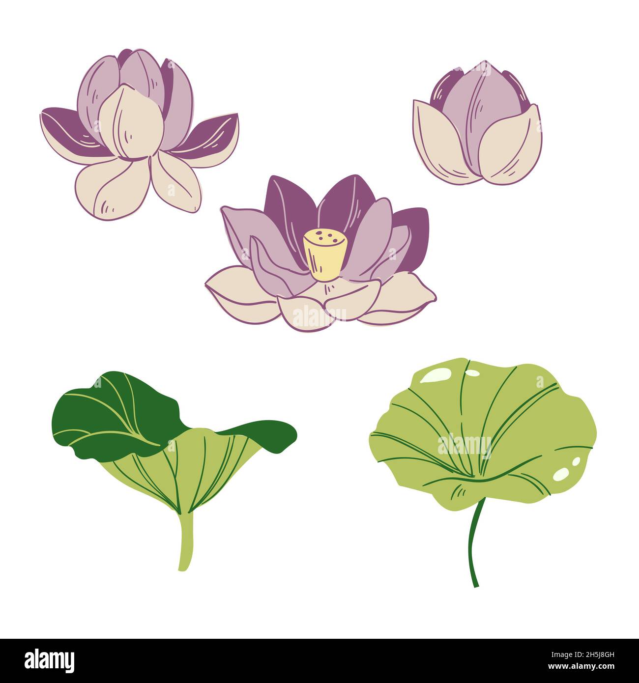 Vector set of hand drawn lotus flowers and leaves. Sketch floral botany ...