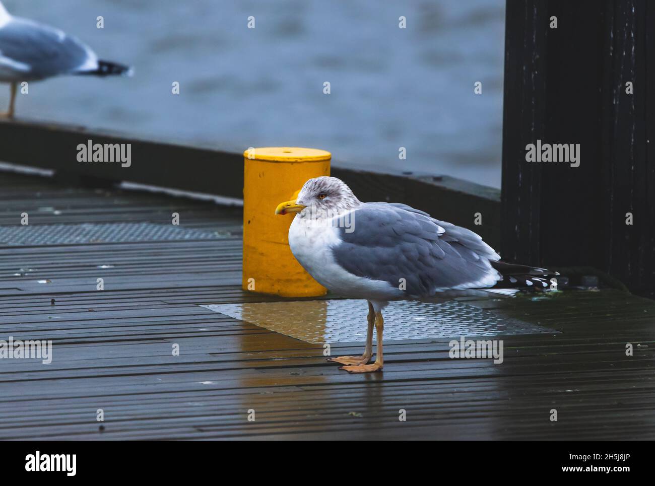 Young seagull on the pier, next to a yellow pole. Waiting for a fishing boat. Cloudy day, blue water in the background. Larus marinus. Stock Photo
