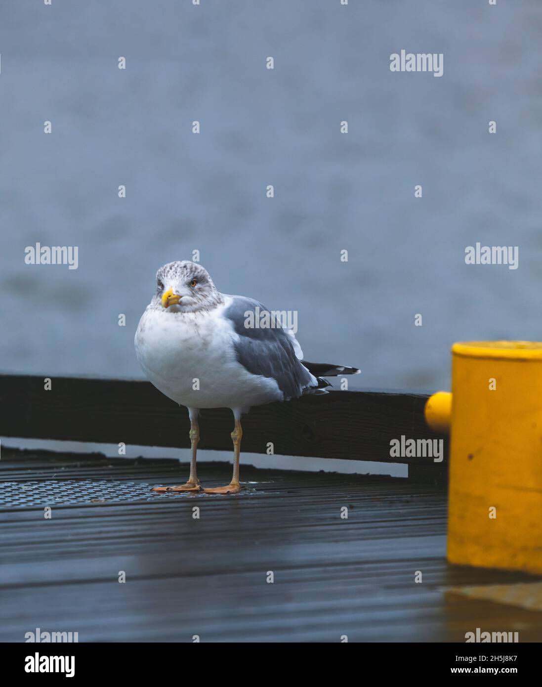 Young seagull on the pier, next to a yellow pole. Waiting for a fishing boat. Cloudy day, blue water in the background. Larus marinus. Stock Photo