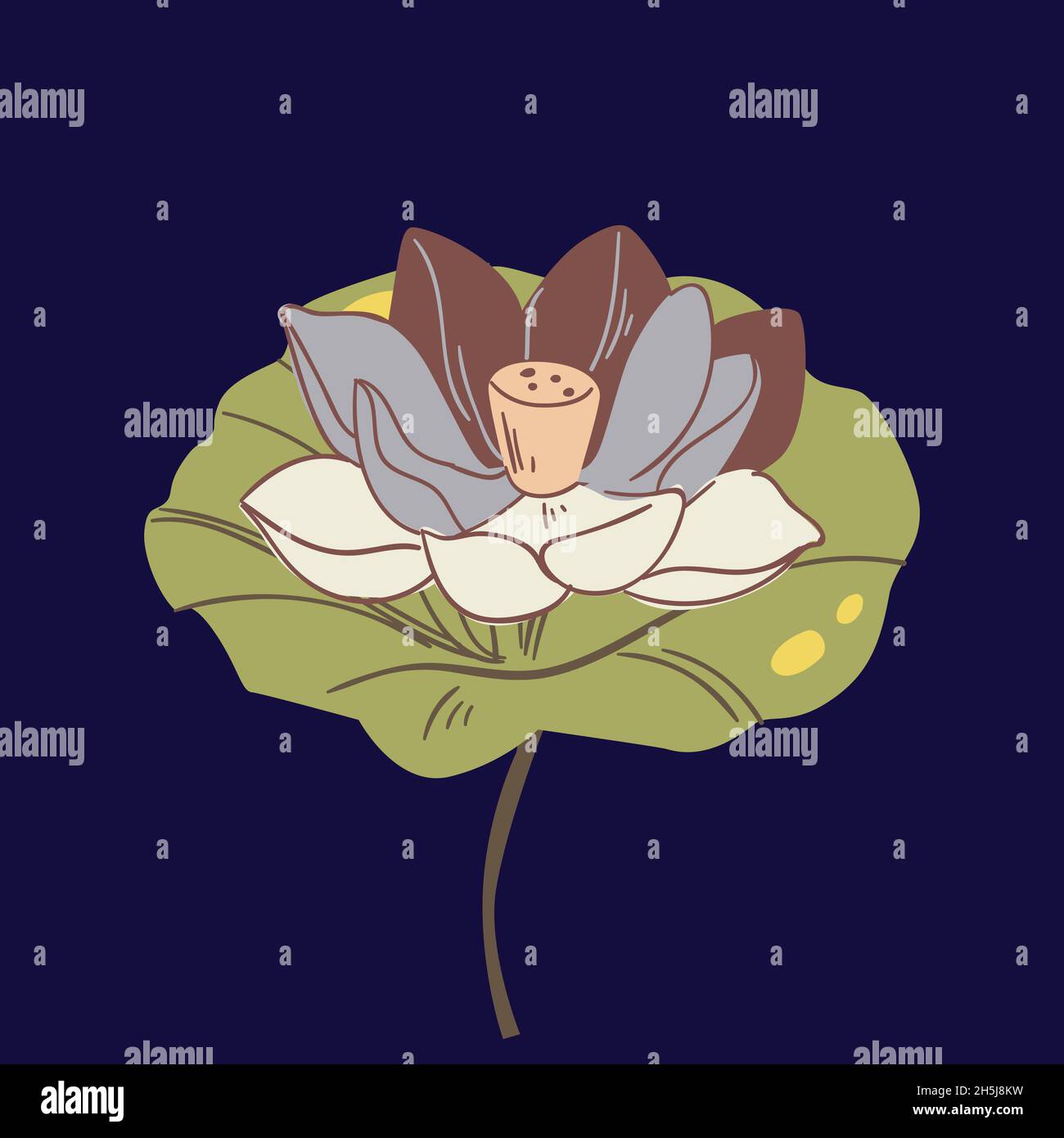 Vector set of hand drawn lotus flowers and leaves. Sketch floral botany ...