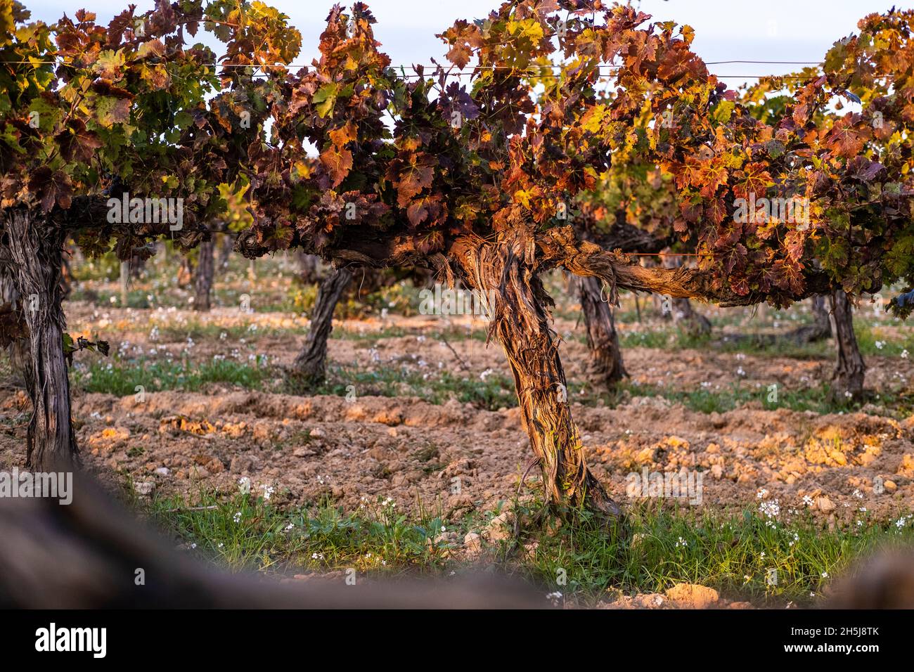 Vineyards in Spain Stock Photo Alamy
