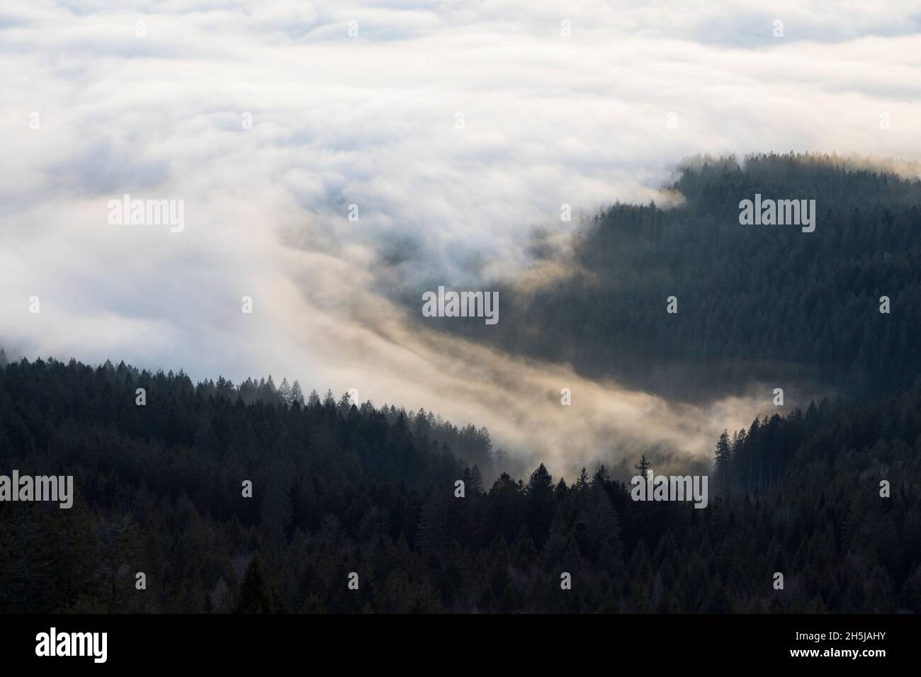 Nebel ueber Baeumen, Fog over trees Stock Photo