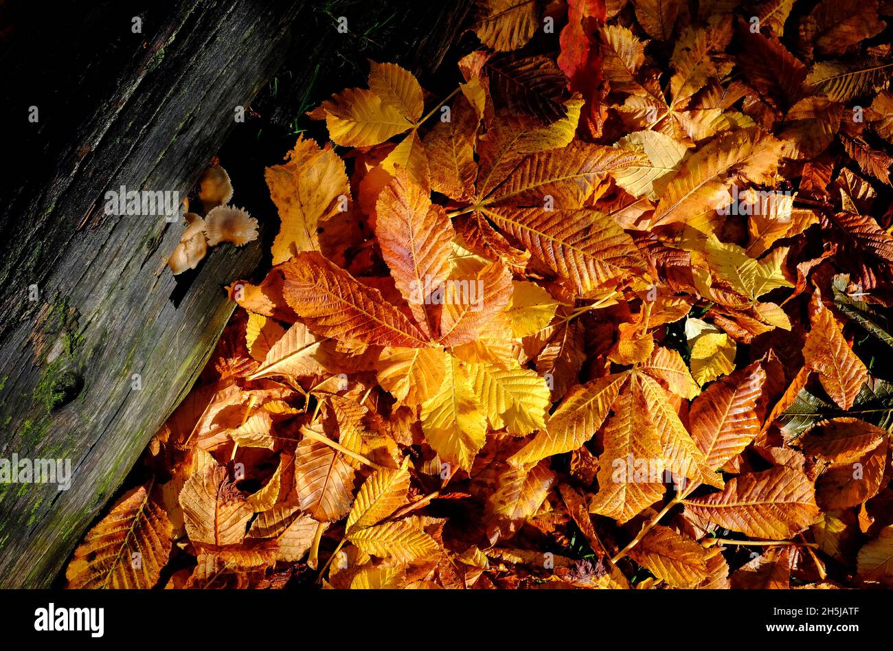golden yellow orange autumn leaves background Stock Photo