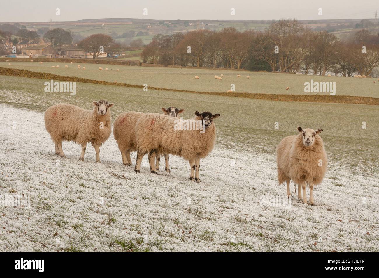 Sheep In Winter. The Grazing Fields Are Covered In A Thick Frost Stock 