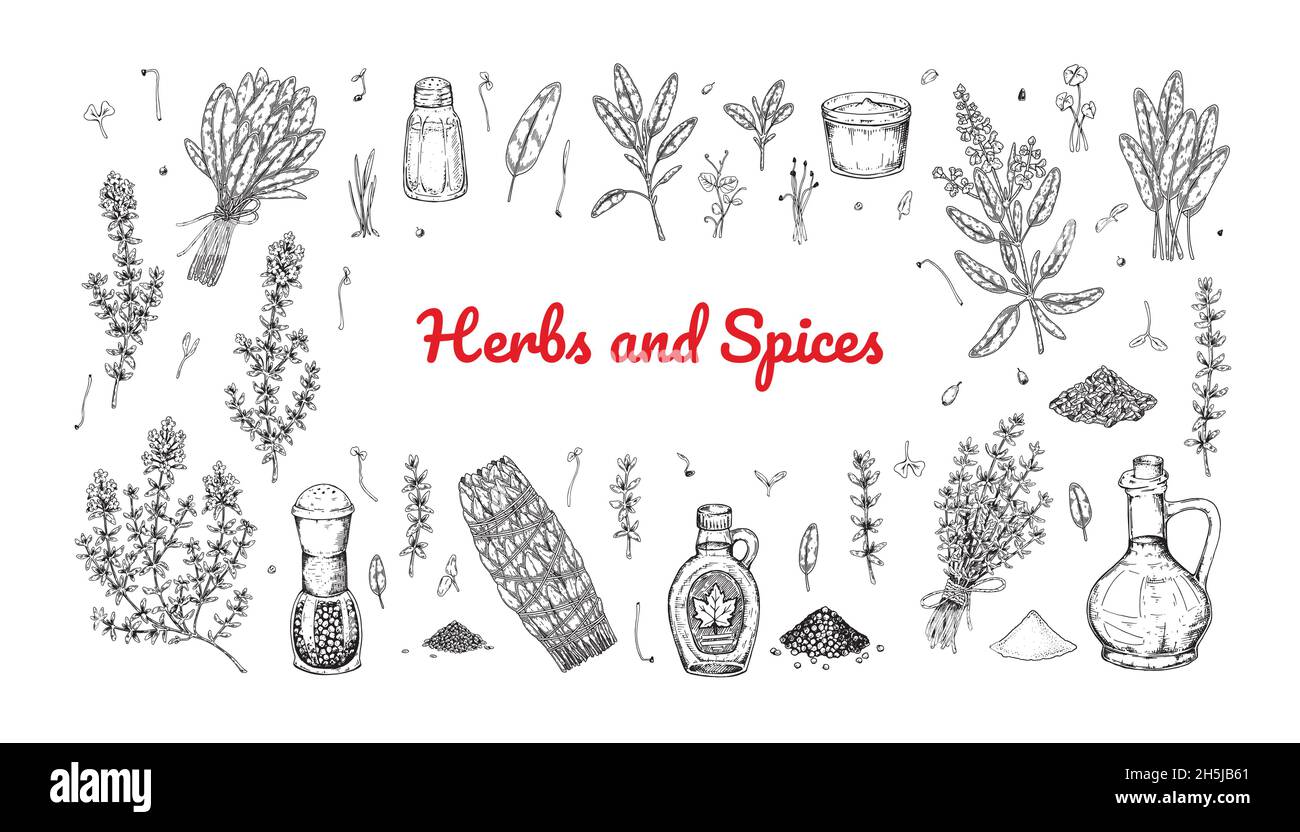 Set of hand drawn herbs and spices design elements. Vector illustration ...