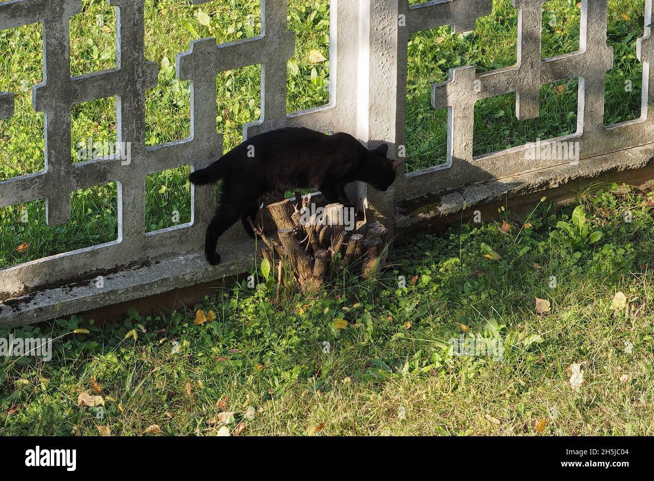 black domestic cat walking on a concrete fence by a stump Stock Photo ...