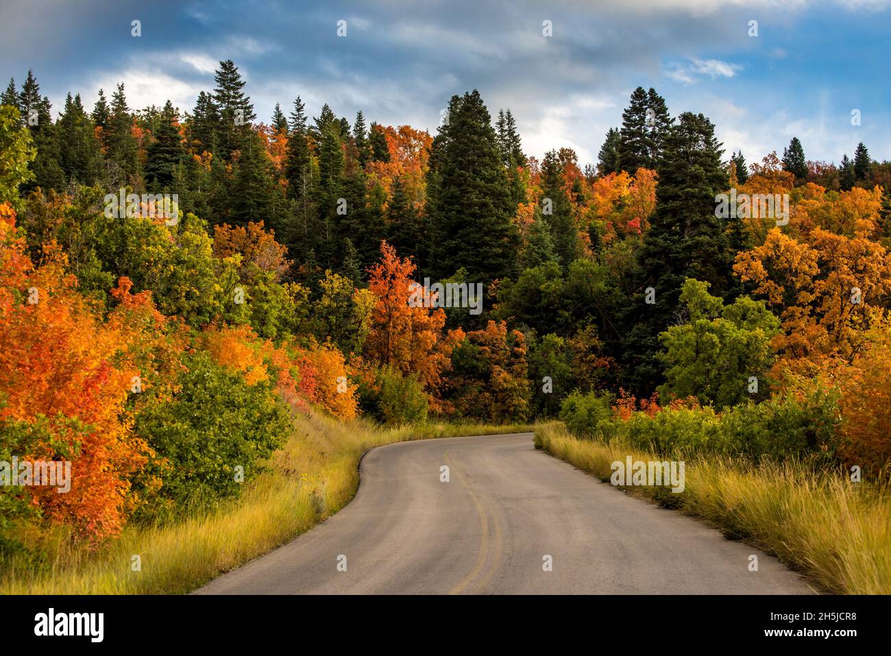 Autumn - Squaw Peak Road - Cascade Meadow - Utah Stock Photo