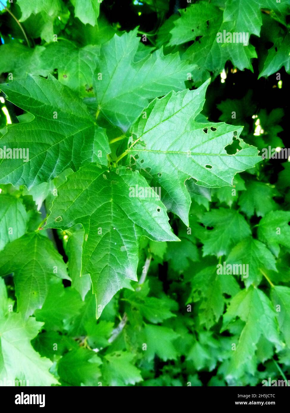 Viburnum leaves full of holes, eaten by insect pests, trees growing in ...