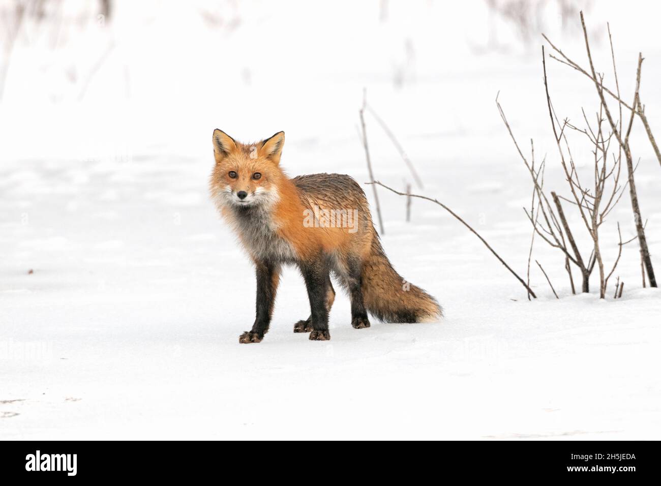 Red Fox (Vulpes vulpes) on a snowy, icy pond in February. Acadia National Park, Maine, USA. Stock Photo