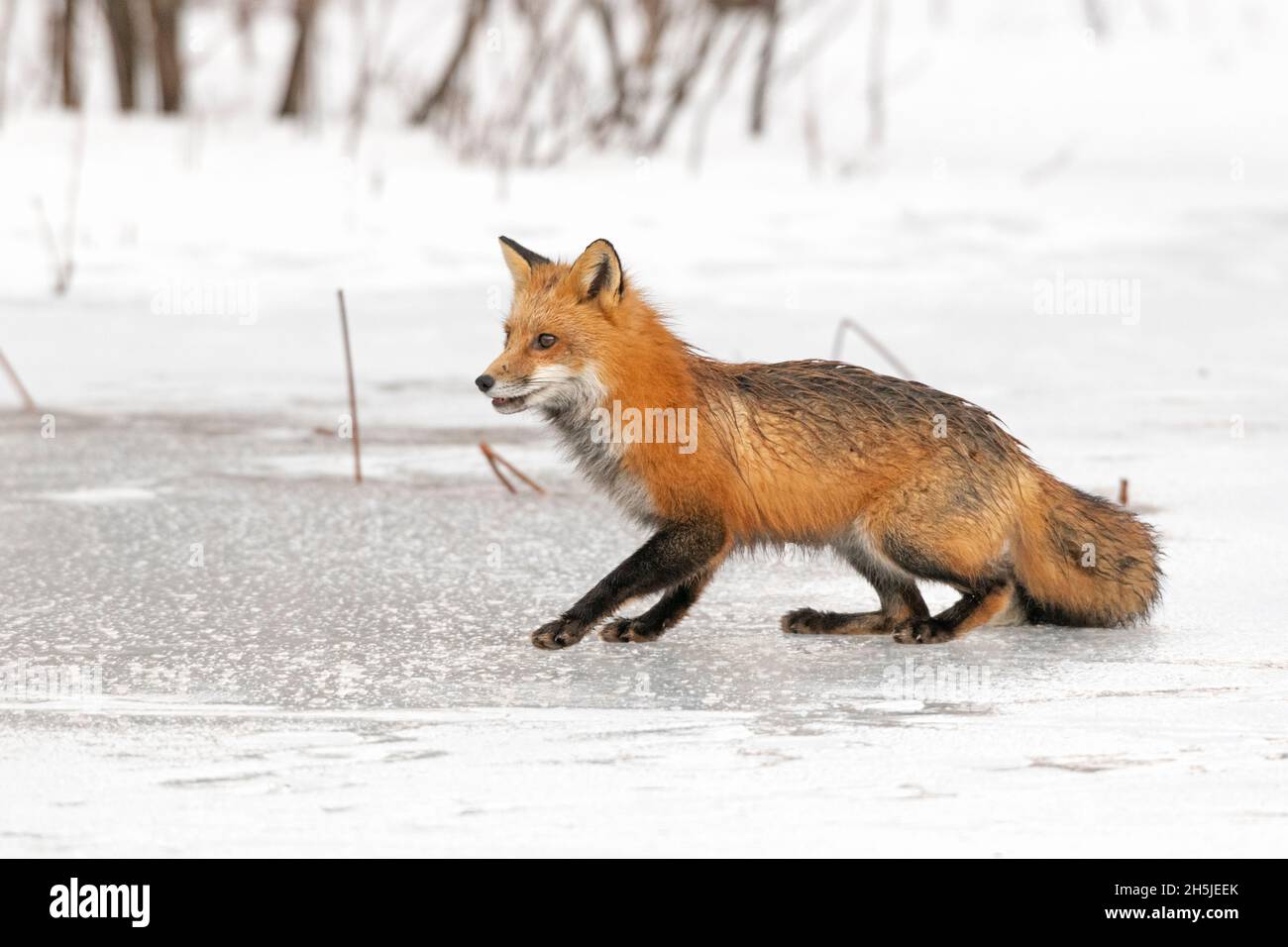 Red Fox (Vulpes vulpes) on a snowy, icy pond in February. Acadia National Park, Maine, USA. Stock Photo