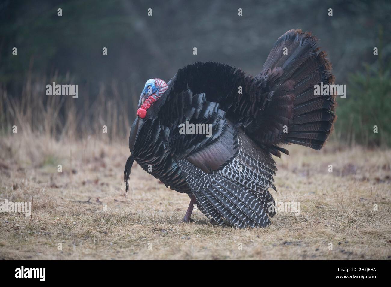 Wild Turkey (Meleagris gallopavo). Mating display by Tom. Early spring
