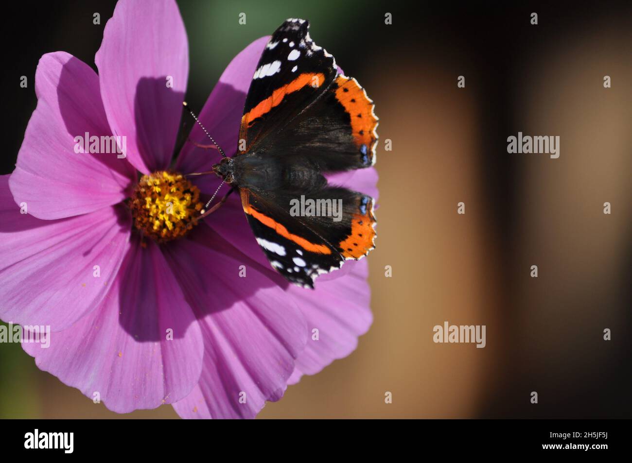 Red admiral butterfly (Vanessa atalanta) sipping nectar from a pink cosmos flower in July. Copy space available Stock Photo