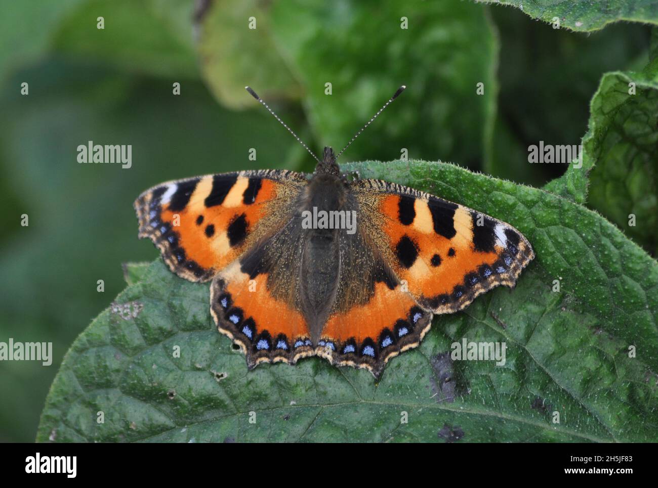 A small tortoiseshell butterfly (Aglais urticae) resting on a green leaf in the UK Stock Photo