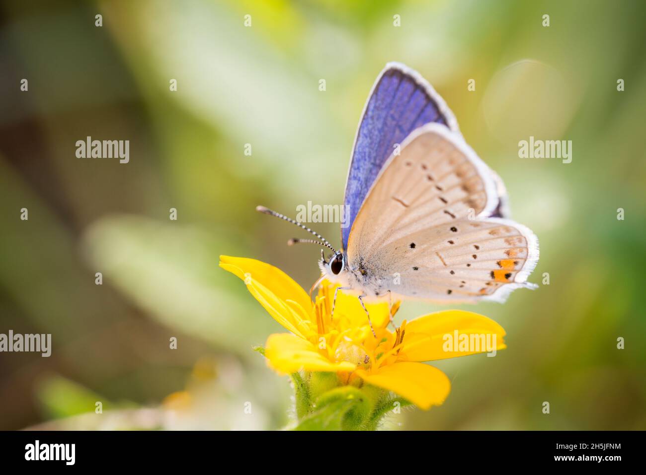 Short-tailed Blue Butterfly - Cupido Argiades - Resting On A Blossom Of Chrysogonum Virginianum, Known As Golden-knee, Green And Gold Or Goldenstar Stock Photo