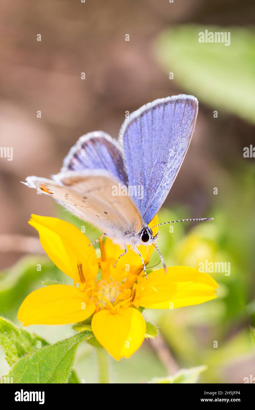 Short-tailed Blue Butterfly - Cupido Argiades - Resting On A Blossom Of Chrysogonum Virginianum, Known As Golden-knee, Green And Gold Or Goldenstar Stock Photo