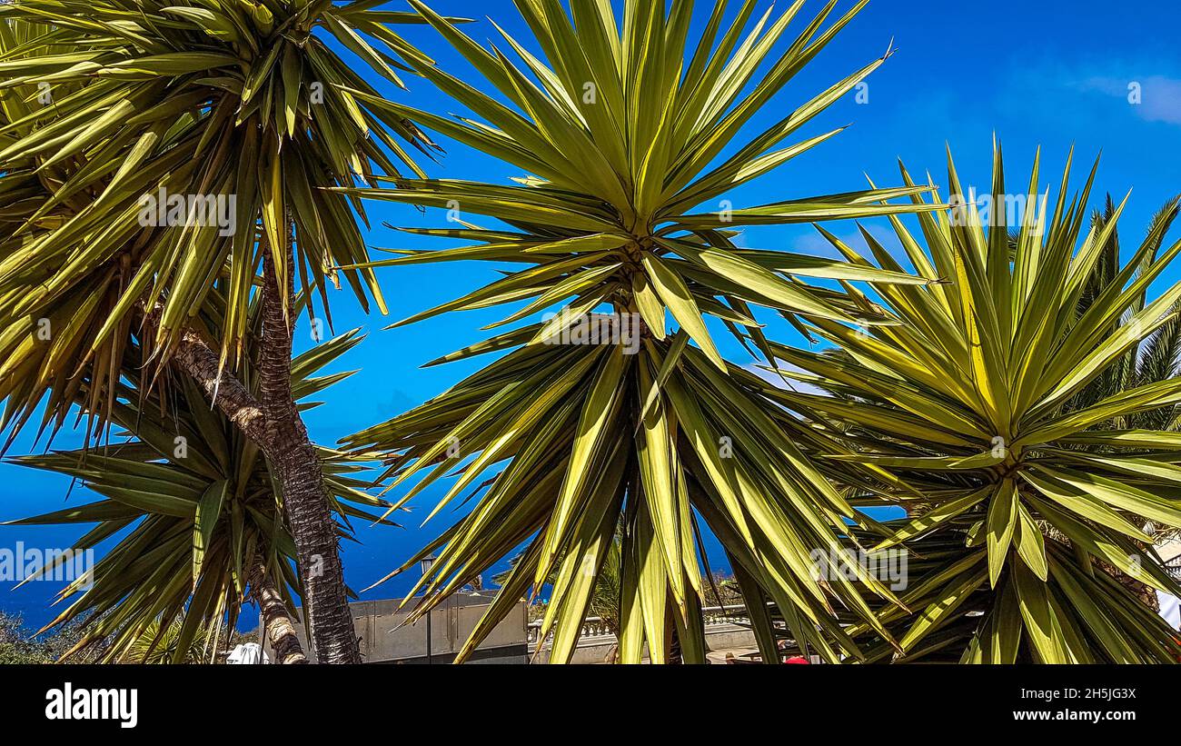 Palmen auf La Palma Stock Photo