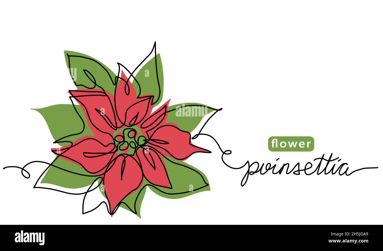 Poinsettia, Christmas flower vector drawn sketch, color illustration. One continuous line art drawing, background with lettering poinsettia flower Stock Vector