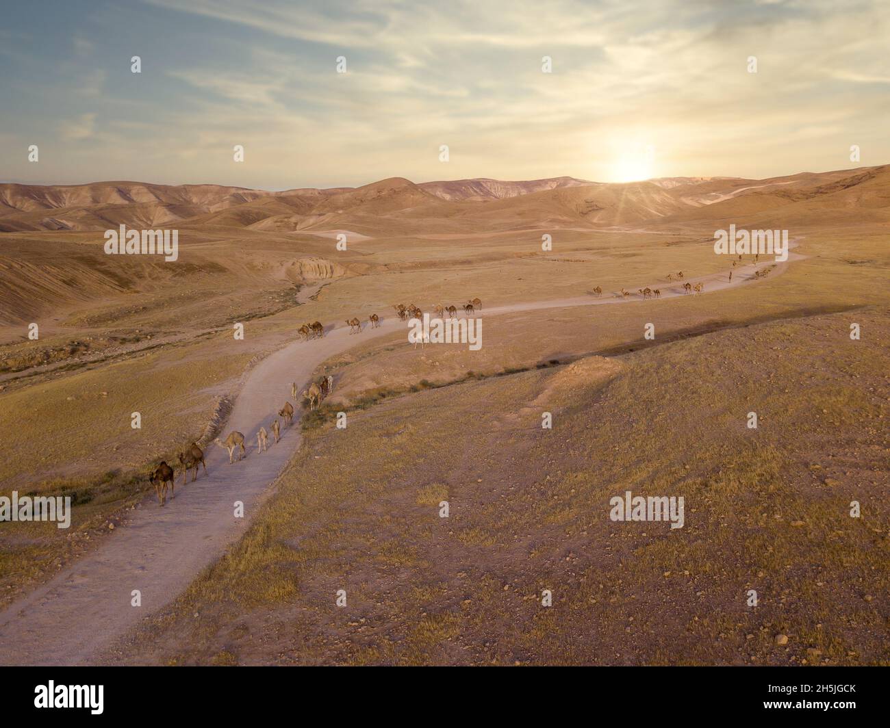 Camel big heard at desert. Stock Photo