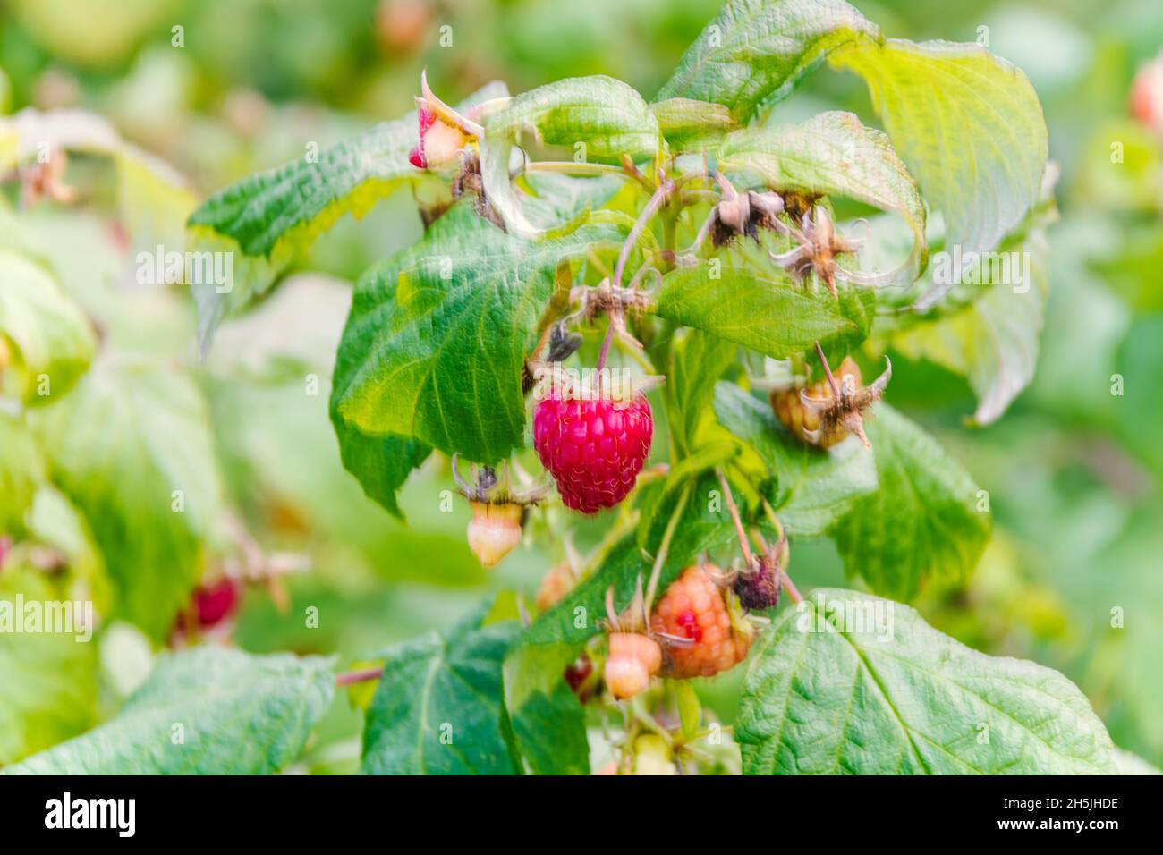 Healthy mali fruit ripening in the sunshine Stock Photo - Alamy