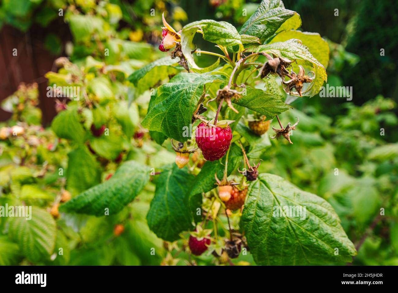 Healthy mali fruit ripening in the sunshine Stock Photo - Alamy