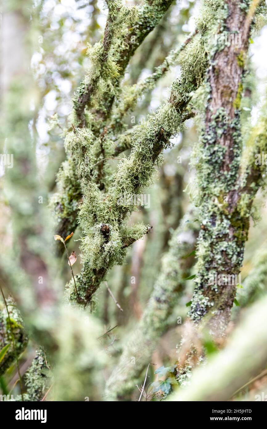 Marazion Marsh lichens Stock Photo