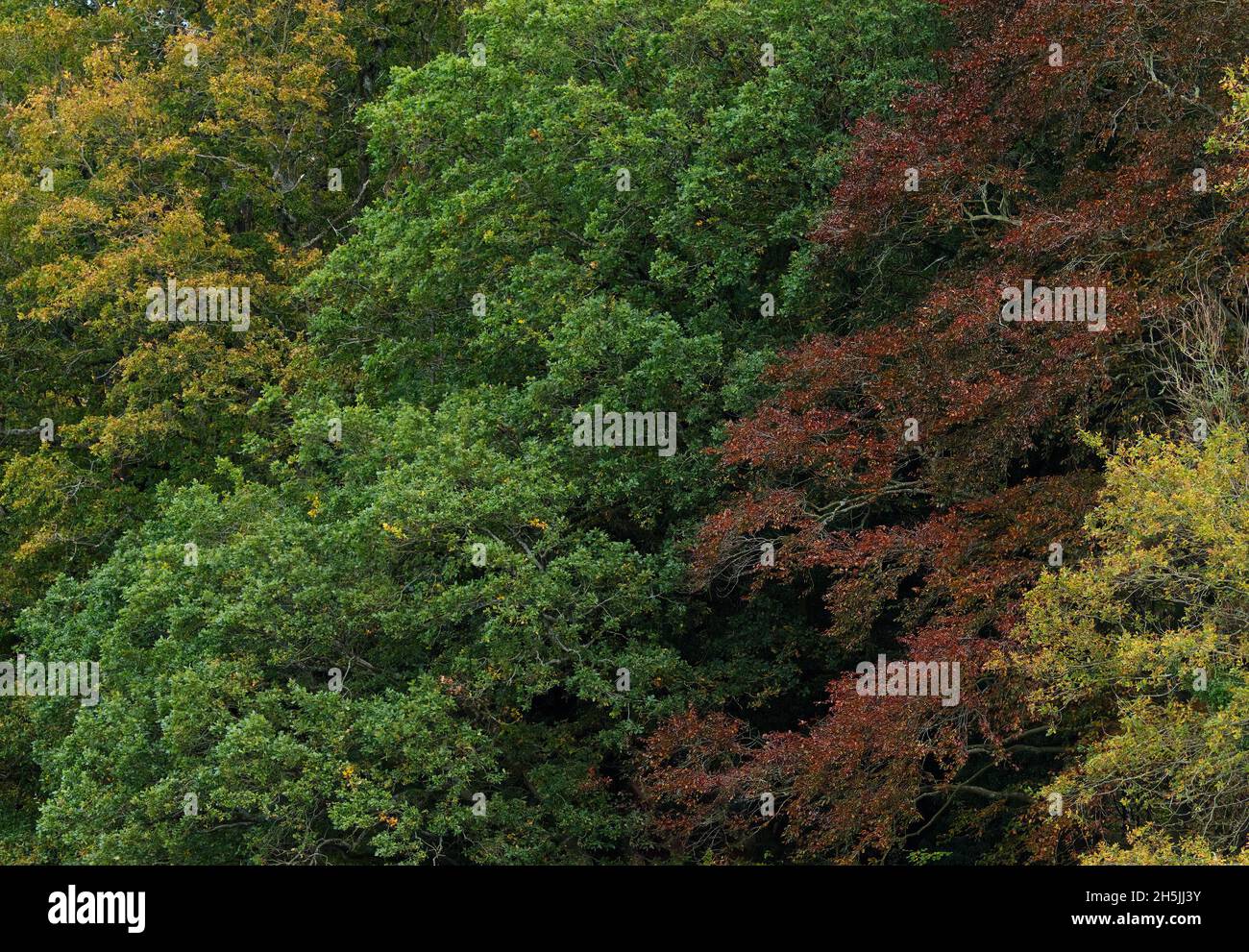 various leaves on trees in various colours Stock Photo