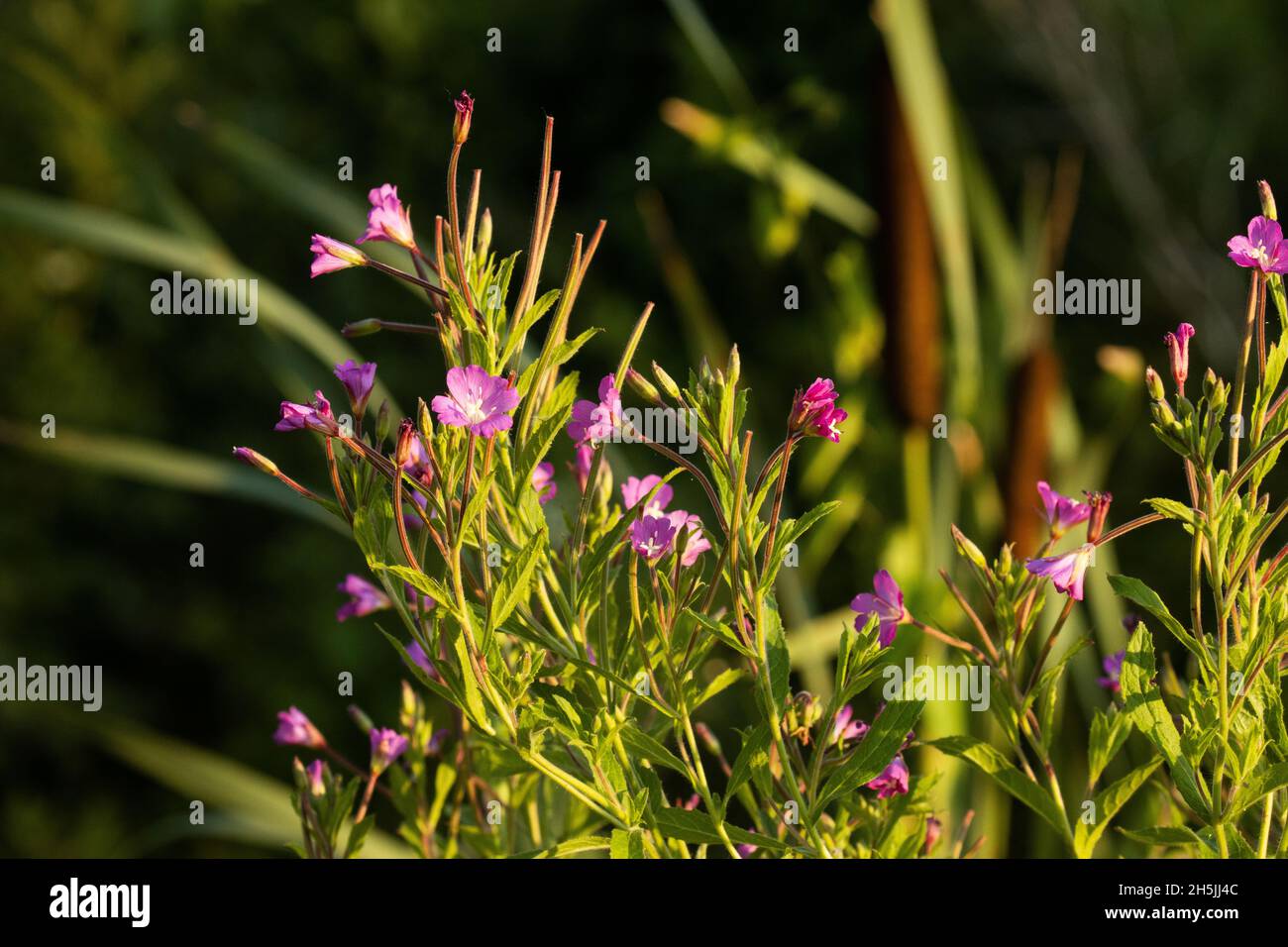 Flowering Great willowherb, Epilobium hirsutum on a late summer evening in Estonian nature. Stock Photo