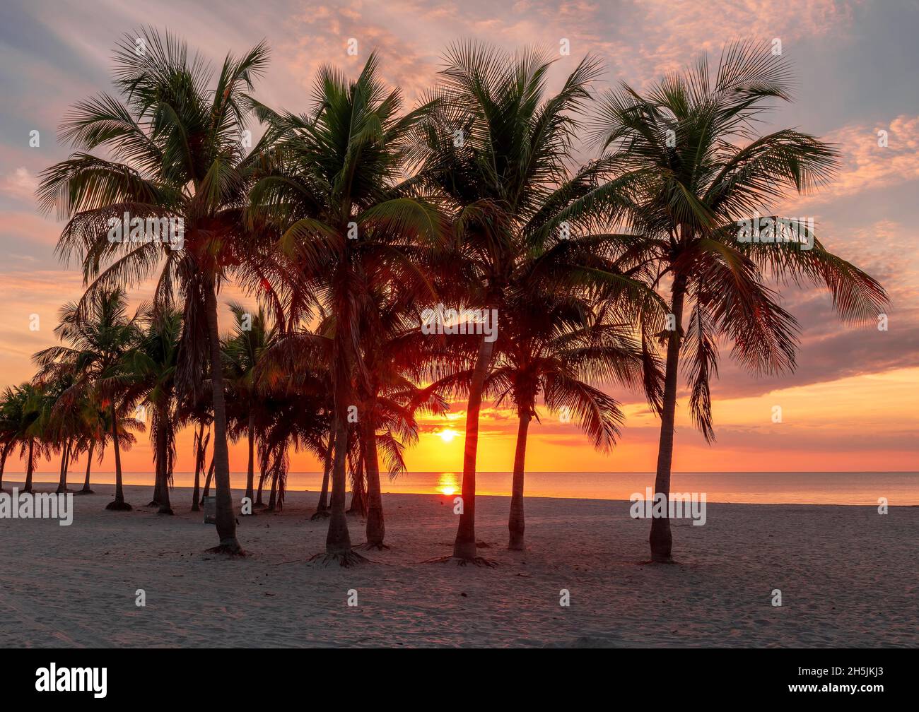 Palm trees at sunrise in Miami beach Stock Photo