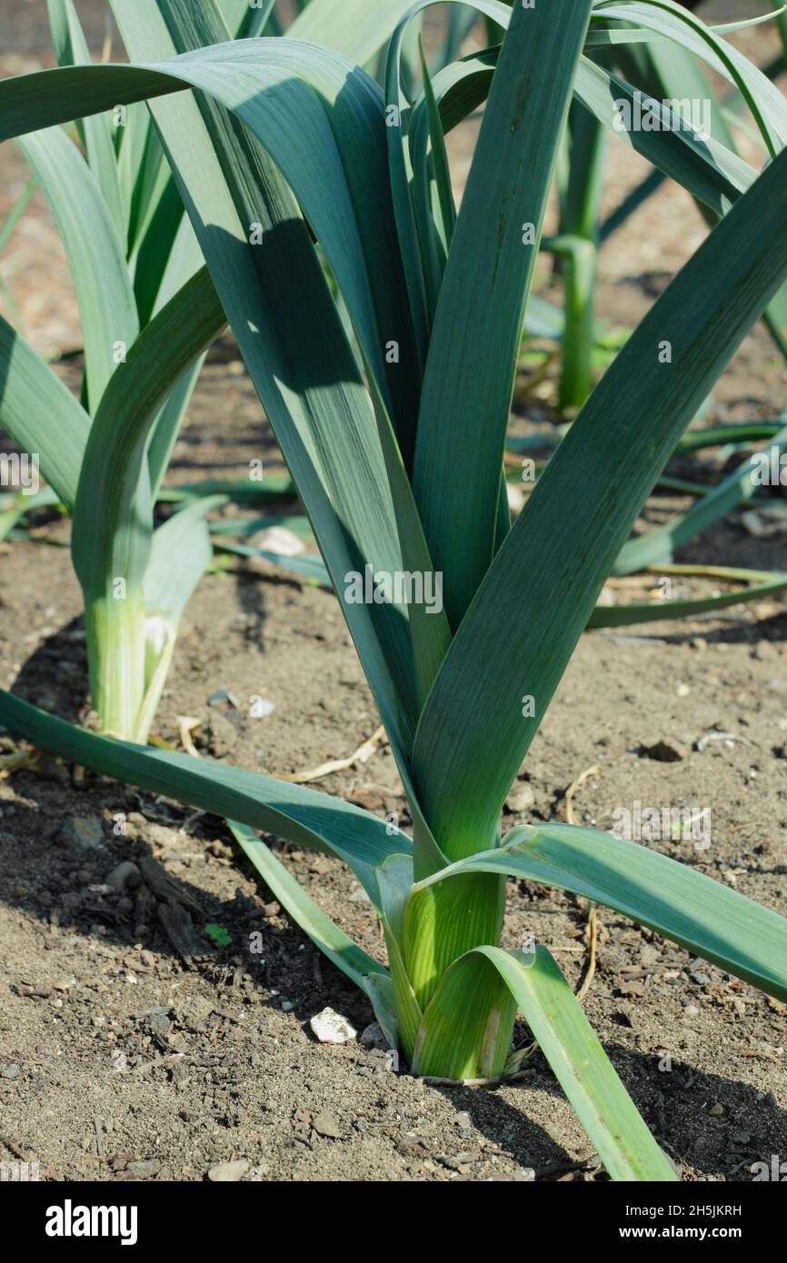 Leek 'Giant Winter', also called Leek 'Seigfried' late variety leek maturing in a UK veg plot. Stock Photo