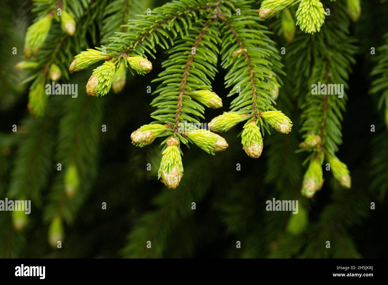 Fresh green needles of an European spruce, Picea abies growing in Estonian boreal forest. Stock Photo
