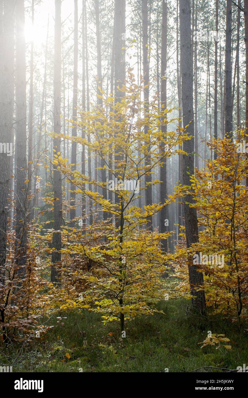 Vertical shot of a beautiful forest with many trees Stock Photo - Alamy