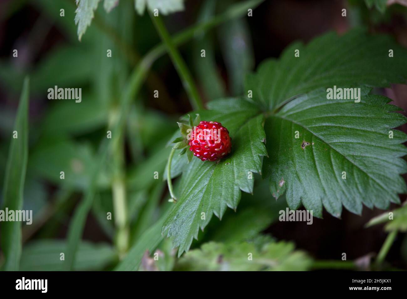 Tiny strawberry hi-res stock photography and images - Alamy