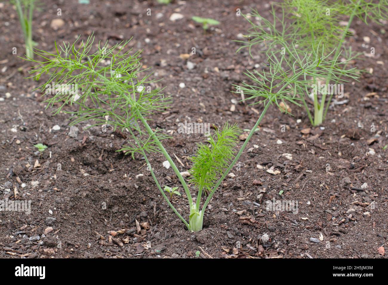 Montebianco fennel seedlings. Young fennel plants evenly spaced growing in a UK veg plot Stock Photo
