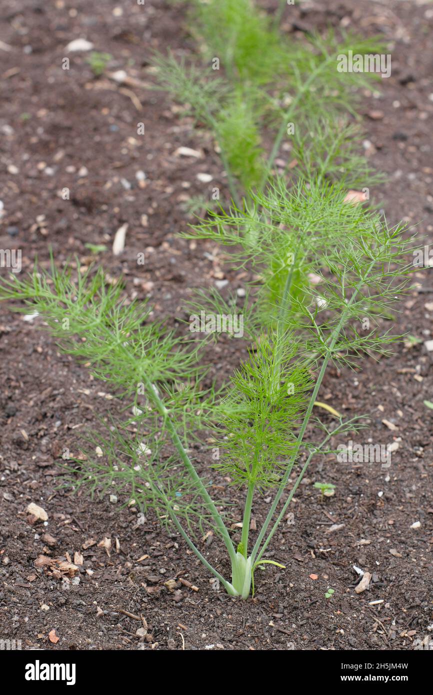 Young florence fennel plants hires stock photography and images Alamy
