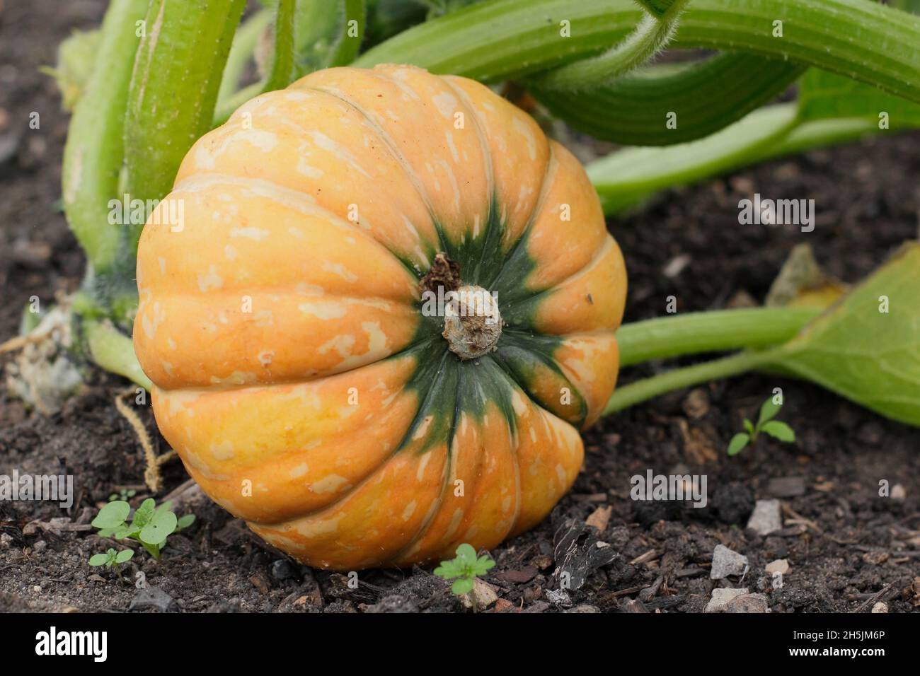 Cucurbita maxima. Winter squash 'Golden Nugget' reaching maturation on a UK veg plot Stock Photo
