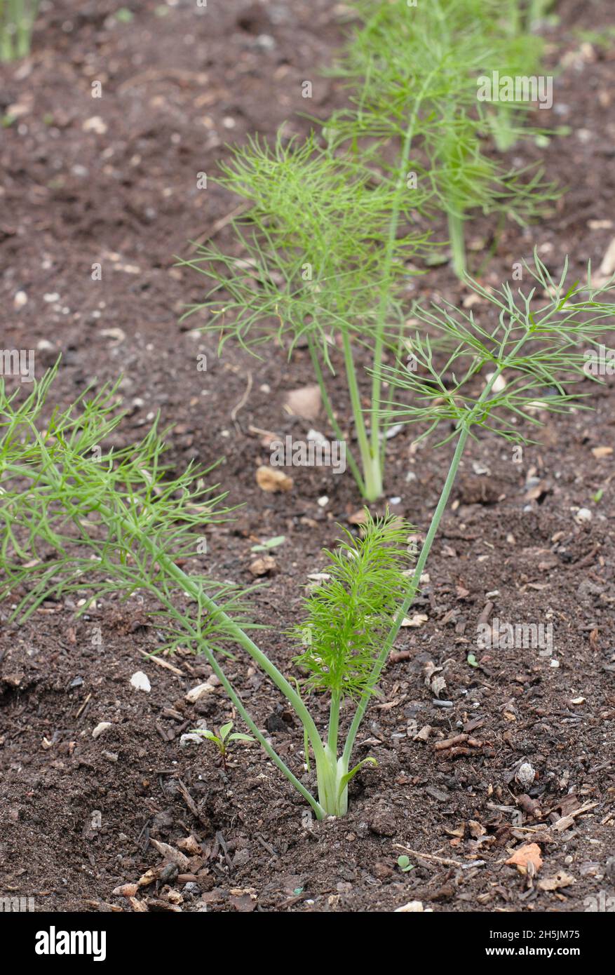 Young plants seedlings hires stock photography and images Alamy
