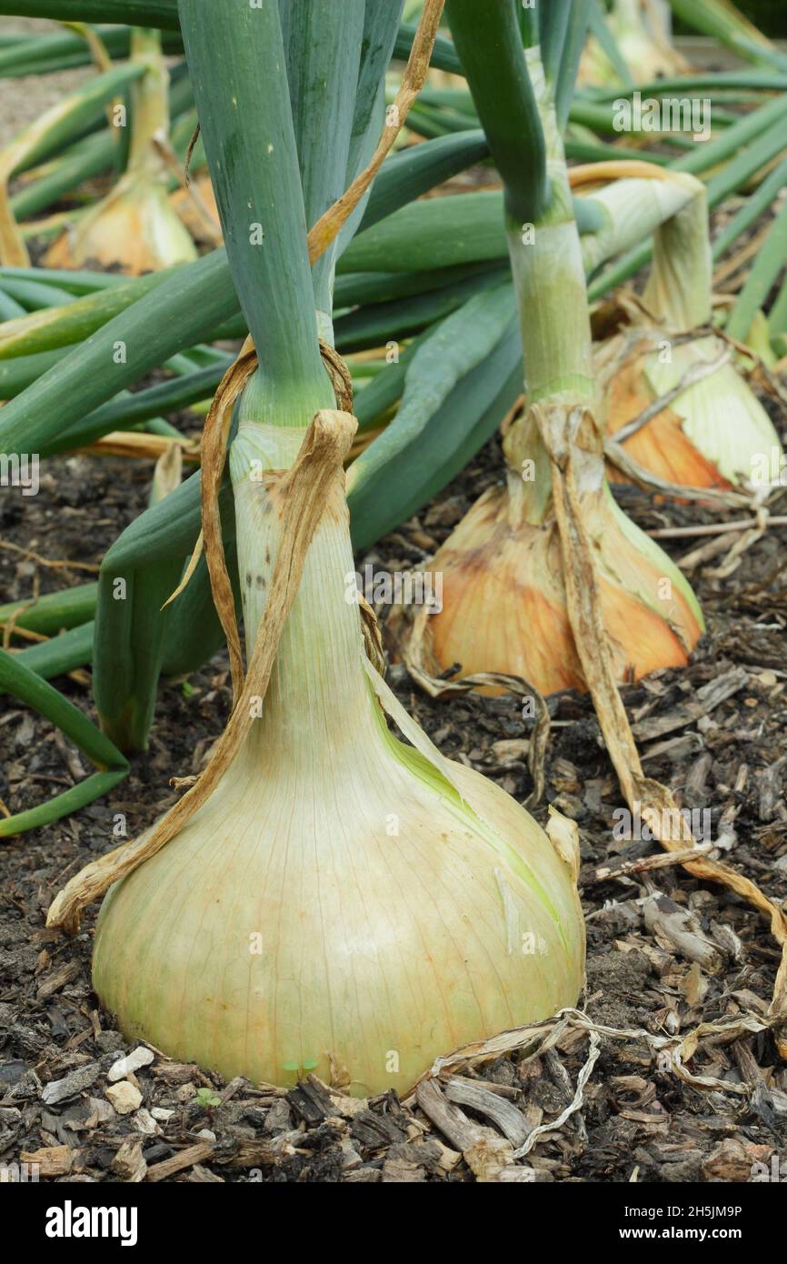 Onion Ailsa Craig. Allium cepa 'Ailsa Craig' large, often exhibition, variety growing in a UK veg plot. Stock Photo