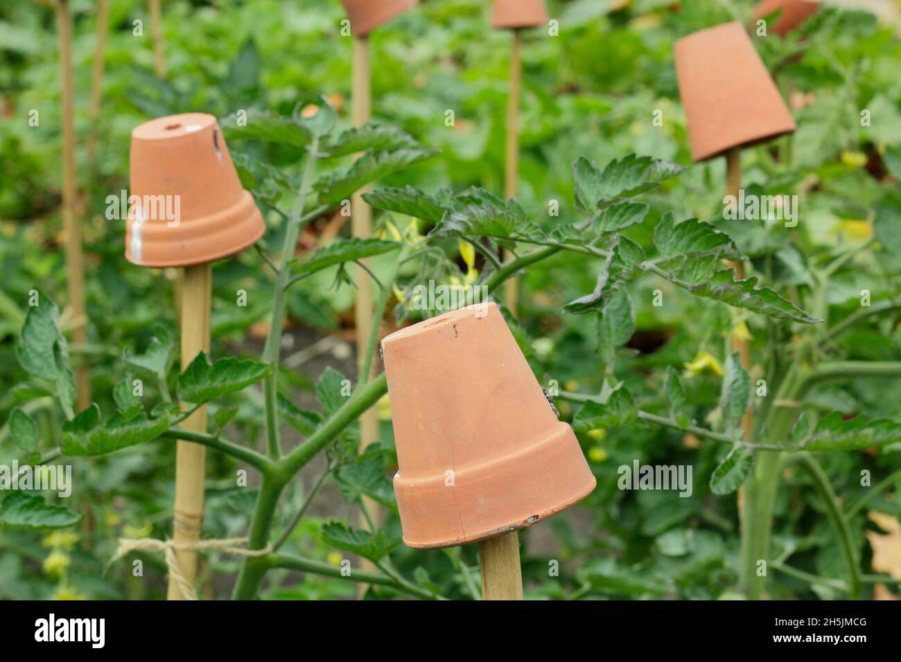 Cane toppers. Clay pots on tomato plant support canes to help prevent  injury from sharp bamboo cane tops. UK Stock Photo